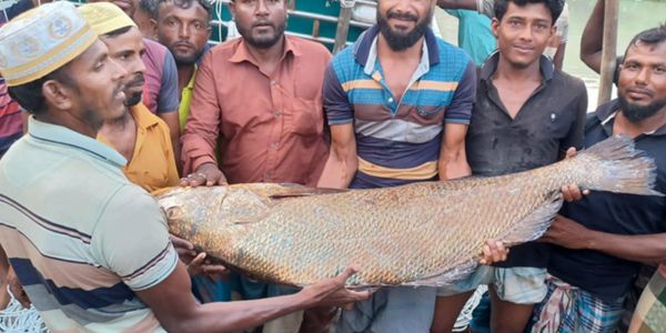 ৩৪ কেজির ভোল মাছ ১০ লাখে বিক্রি 